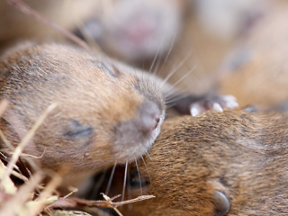 Bumper baby joy for threatened voles at WWT Slimbridge