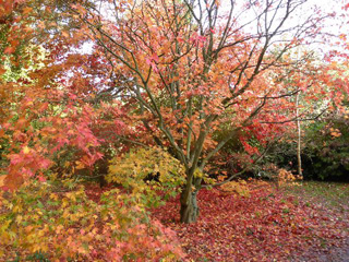 Arboretums in Gloucestershire