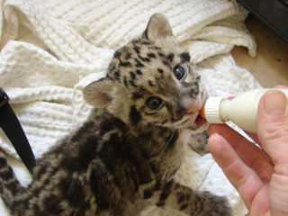Baby leopard at Cotswold Wildlife Park