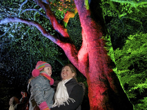Experience a festive feast of lights at Westonbirt this Christmas