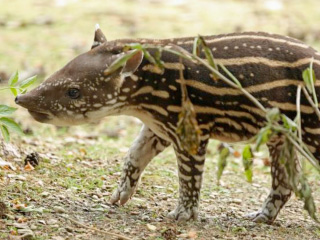 Cotswold Wildlife Park celebrates first baby Tapir birth in 8 years