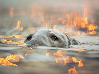 2014 British Wildlife Photography Awards