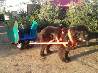 Christmas Sleigh Dogs at Primrose Vale