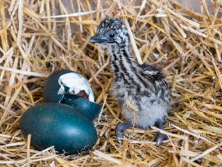 Birdland Hatches its first Emu Chick, ever!