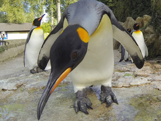 Birds Behaving Badly at Birdland!