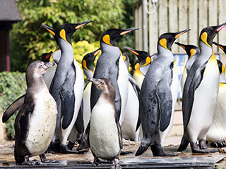 Birdland Penguins