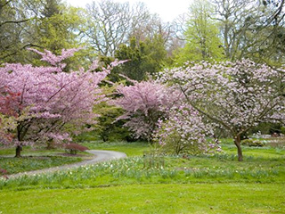 Spring is in full swing at Batsford Arboretum