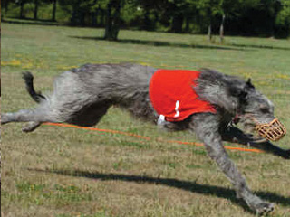 Deerhound Racing at Berkeley Castle