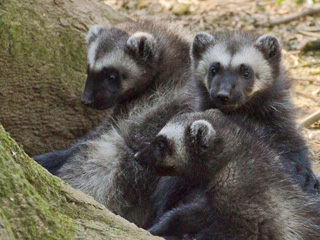 Wolverine triplets finally emerge from den at Cotswold Wildlife Park