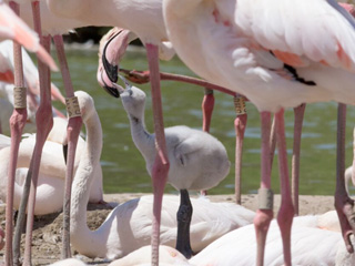 Record flamingo chicks at WWT Slimbridge thanks to dry weather