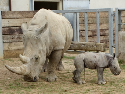 Cotswold Wildlife Park delighted at surprise arrival of 2nd Rhino calf in 1 year