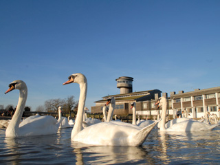 Latest news from WWT Slimbridge