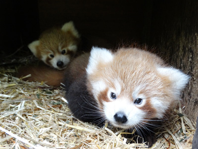 New arrivals at Cotswold Wildlife Park