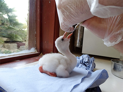 Cotswold Wildlife Park’s first ever hand-reared Flamingo chicks spread their wings