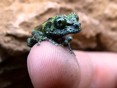 Cotswold Wildlife Park welcomes eight rare tiny new arrivals