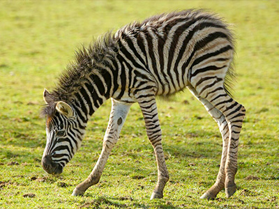 Cotswold Wildlife Park delighted with arrival of Zebra foal