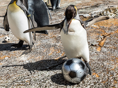 Penguin Week at Birdland: May Half Term