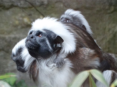 Cotswold Wildlife Park welcomes rare Cotton-top Tamarin twins