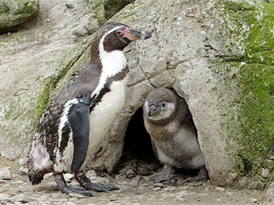 First Penguin chicks of the season hatch at Cotswold Wildlife Park