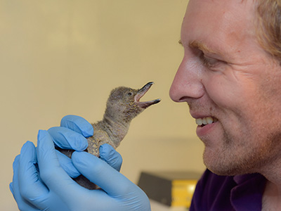 Trio of penguin chicks born at Birdland in the Cotswolds
