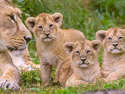 Roaring success - 3 lion cubs born at Cotswold Wildlife Park