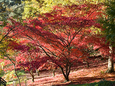 Batsford Arboretum gears up for Spectacular Autumn Colour