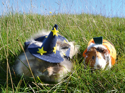 Halloween fun with Adam Henson's Cotswold Farm Park