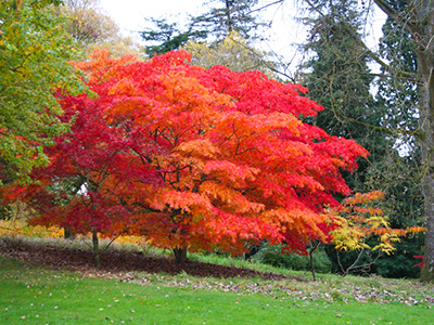 Batsford Arboretum enjoys best autumn colour for 30 years