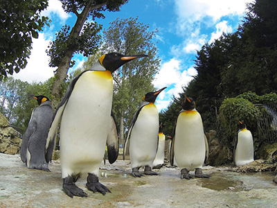 Penguin Awareness Day at Birdland, Park & Gardens