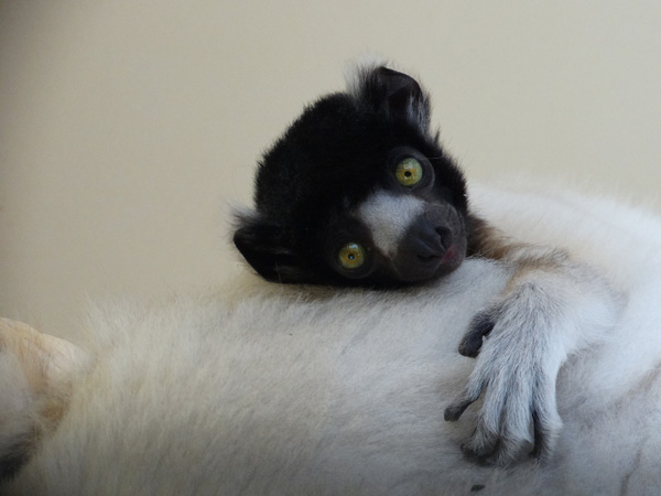 First Sifaka born in Great Britain makes his debut at Cotswold Wildlife Park & Gardens