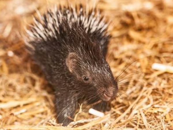 Cotswold Wildlife Park welcomes its first adorable prickly pair