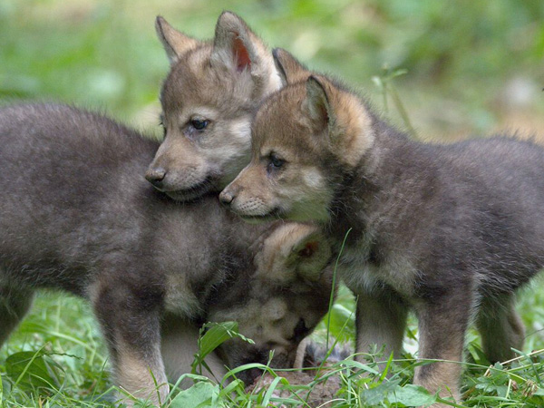 Wolf cubs at Cotswold Wildlife Park