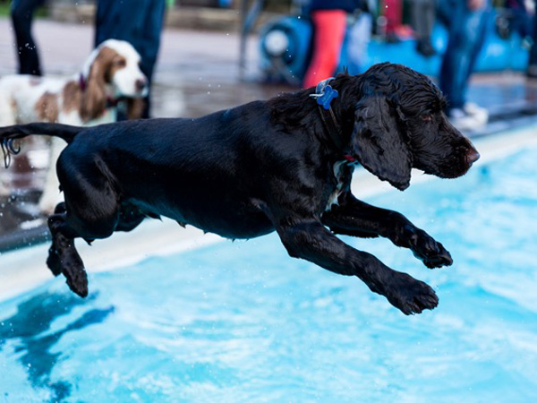 Dog Swim at Sandford Parks Lido