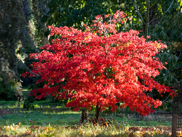 Autumn arrives early at Batsford Arboretum
