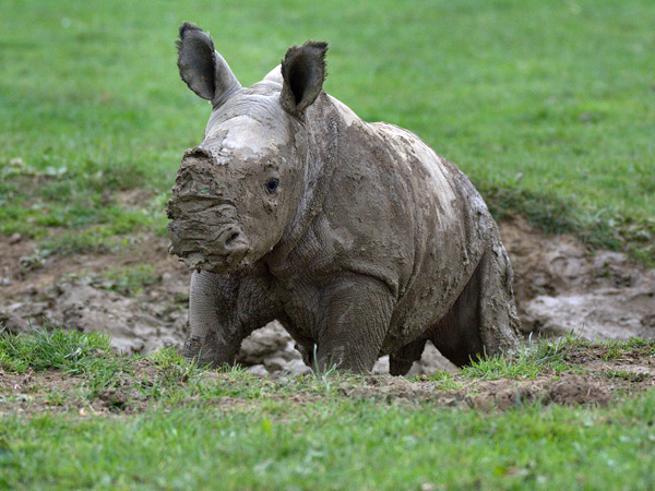 Baby Rhino at Cotswold Wildlife Park