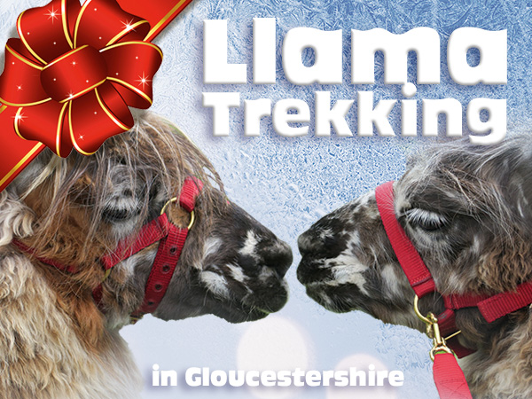 A unique Christmas gift idea: Llama Trekking + £5 OFF!