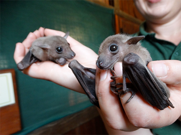 Baby bats at Cotswold Wildlife Park
