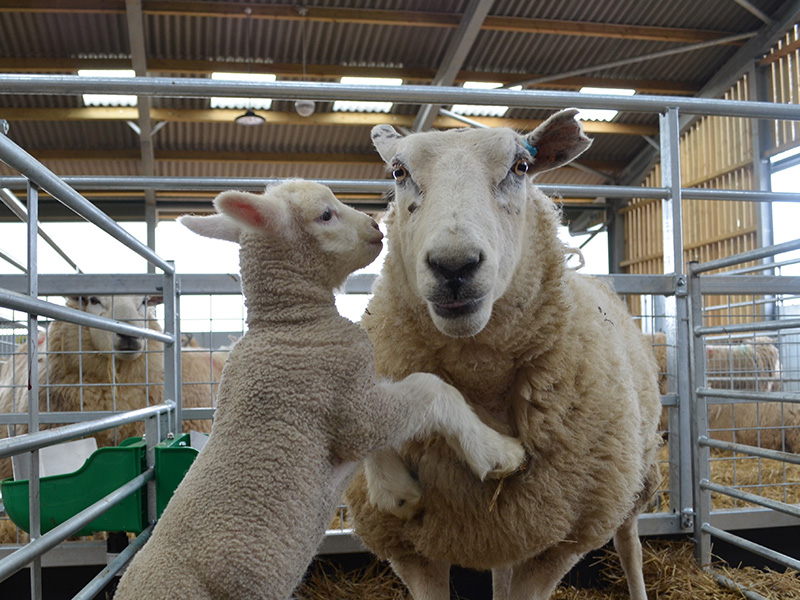Live Lambing at Cotswold Farm Park