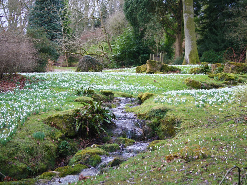 Swathes of snowdrops at beautiful Batsford Arboretum