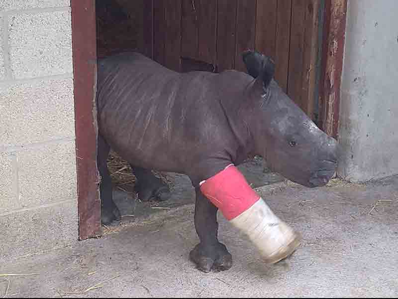 Cotswold Wildlife Park’s first hand-reared Rhino calf makes her debut.