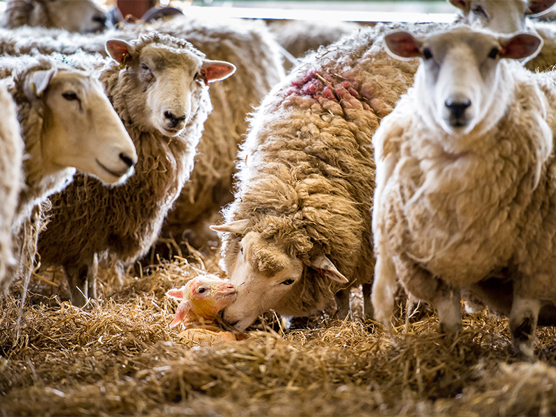 Lambing Evening at Cotswold Farm Park