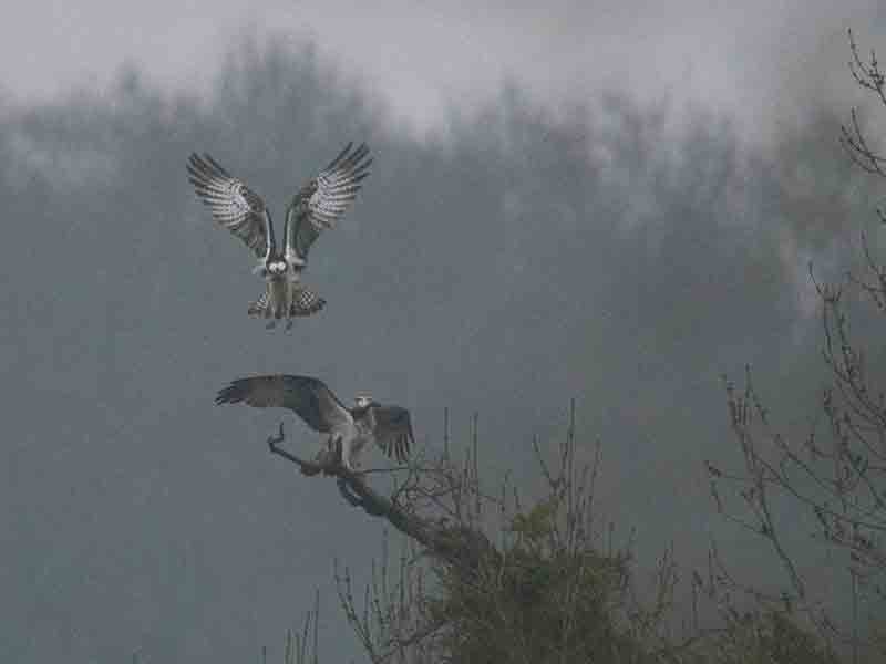 Ospreys land at Sherborne Park Estate
