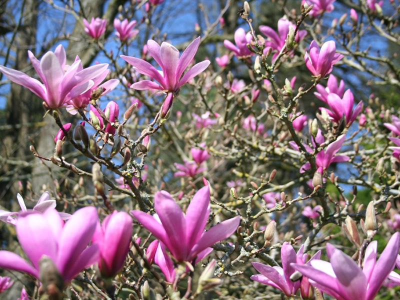 Spring blossom bursts into life at Batsford Arboretum