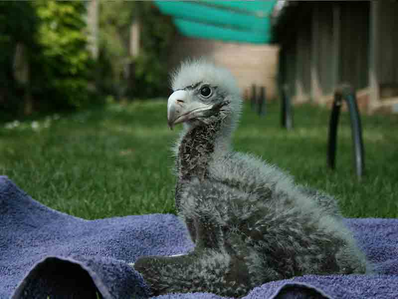 8th anniversary of hatching first Steller’s Sea Eagle in the UK at the ICBP