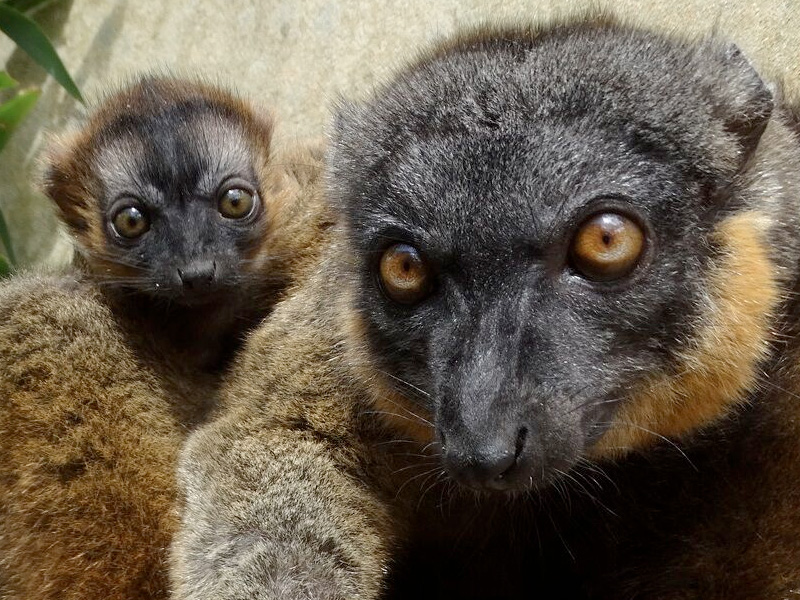 Cotswold Wildlife Park & Gardens celebrates birth of tiny Lemur twins
