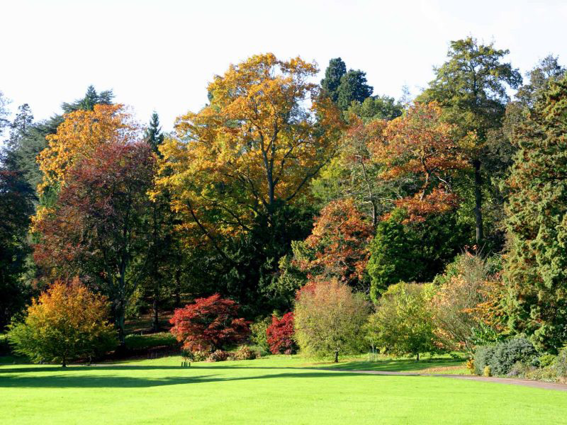 Batsford Arboretum predict a spectacular autumn thanks to extreme weather