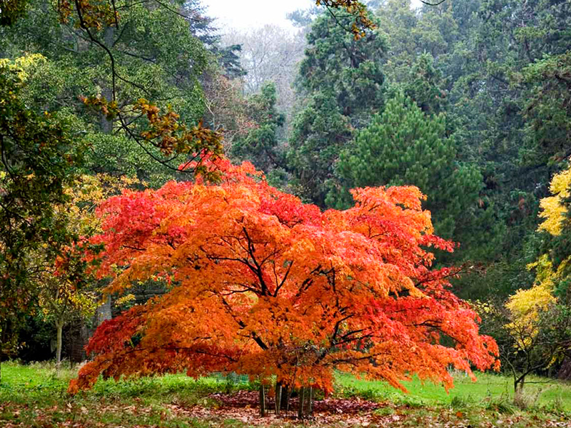 Magnificent autumn colour survives storm Callum
