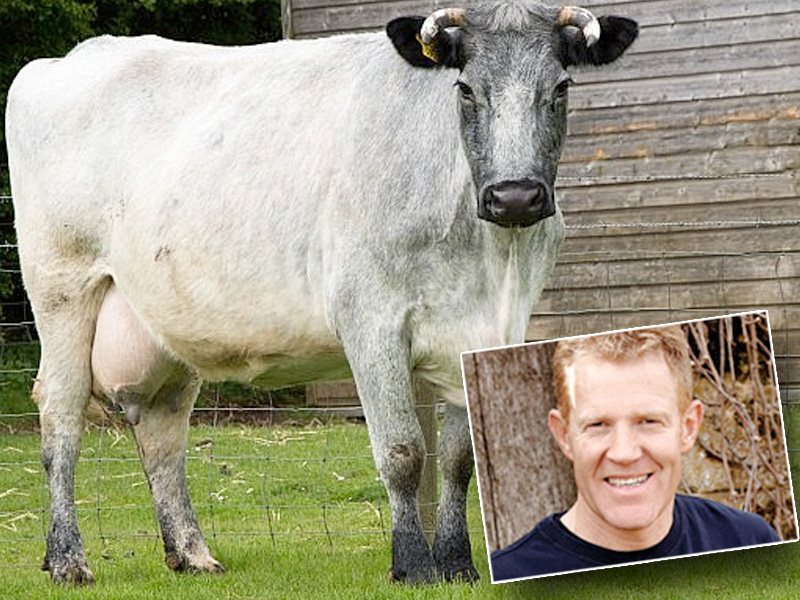 Adam Henson Helps Save Rare Breed of Cattle