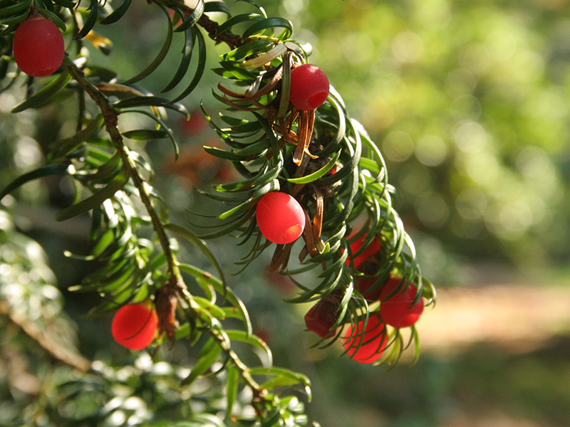 Westonbirt Aboretum: The Christmas gift that keeps on giving