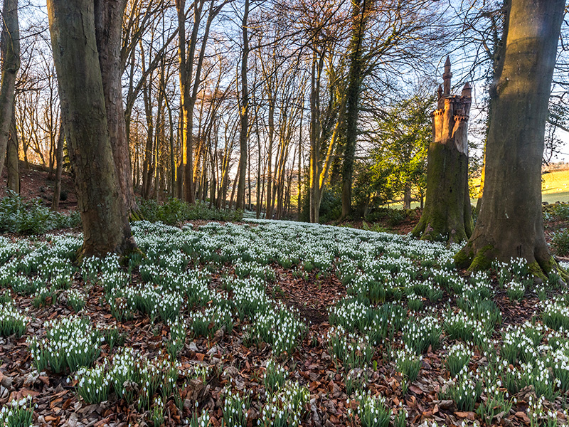 Snowdrops are blooming early at Rococo Garden
